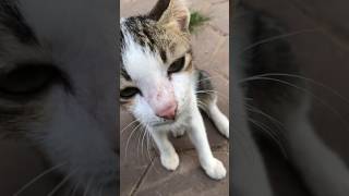 🐈🐈🐈shortvideo cat kitten catlover catlover kittten animals katten [upl. by Ahsikar3]