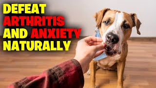 Defeating Arthritis and Anxiety Naturally With CBD Dog Treats [upl. by Ivette]