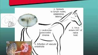 Equine Herpesvirus1 EHV1 Free Webinar Excerpt [upl. by Enelyk719]