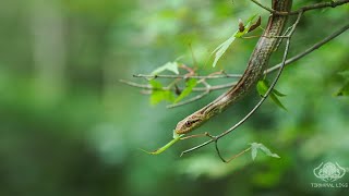 シマヘビ 夏の終わり Japanese fourlined Snake Elaphe quadrivirgata [upl. by Anaujd211]