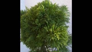 Bonsai Juniperus chinensis Plumosa Aurea [upl. by Stempson]