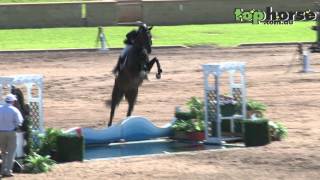 Horse Leaps Water Jump  Sydney Summer Showjumping Classic 2013 [upl. by Naujuj]