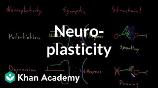 Neuroplasticity  Nervous system physiology  NCLEXRN  Khan Academy [upl. by Bettine291]