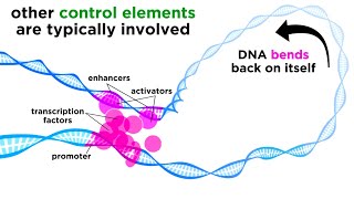 Regulation of Gene Expression Operons Epigenetics and Transcription Factors [upl. by Llabmik]