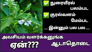 Adathodaiadhatoda leaf benefits in tamilஆடாதோடை பயன்கள்Adathodai plant uses in tamilAdathodai [upl. by Ime378]