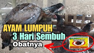 CARA MENGOBATI AYAM LUMPUH  OBAT AYAM LUMPUH [upl. by Aydan]