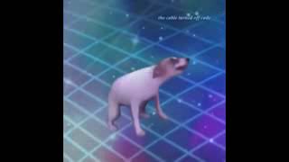 Perro bailando MEME [upl. by Sokul452]