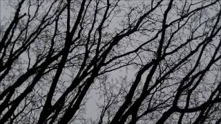 5 min of trees blowing in the wind no sound [upl. by Atiloj239]