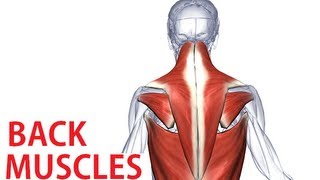 Back Muscles Anatomy  Trapezius Latissimus Rhomboid Anatomy [upl. by Mavis100]