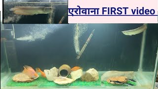 AROWANA first video। OSCAR fish update। shivaram fish update।parrot tiger shark Arowana in same tank [upl. by Dahraf678]