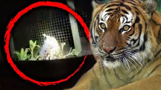 Endangered Tiger Shot After Biting Man Who Stuck Hand in Cage [upl. by Nybbor668]