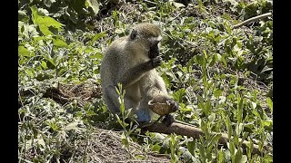 Tanzania Parco Lake Manyara [upl. by Yenahs]