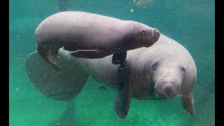 Zeekoe geboren in Burgers Zoo [upl. by Akkinahs]