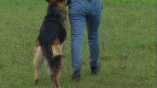 Schutzhund with Gottfried Dildei Basic Obedience [upl. by Lawrenson]