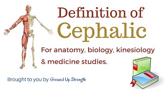 Cephalic Definition Anatomy Biology Kinesiology Medicine [upl. by Plato]