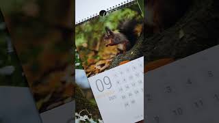 Squirrel calendar Sneek Peak red squirrel calendar 2025 see description [upl. by Assilram327]