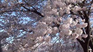 日本最古の桜 日本三大桜 山高神代桜 Japnese oldest cherry tree 2000years old [upl. by Etteuqram682]