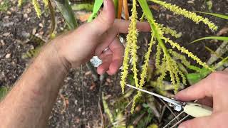 Identifying the male and female flowers on a Chrysalidocarpus palm for making hybrids [upl. by Farly]