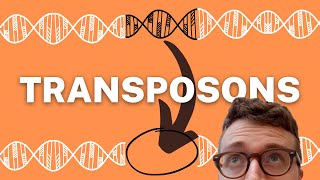 TRANSPOSONS EXPLAINED 1 Minute Explanation [upl. by Imorej]