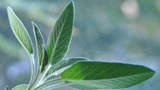 Harvesting And Drying Sage  Gardening by DKS [upl. by Naga]