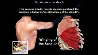 Serratus Anterior Muscle  Everything You Need To Know  Dr Nabil Ebraheim [upl. by Ennairol]