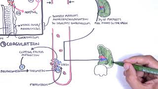 Thrombocytopaenia low platelets Overview  platelet physiology classification pathophysiology [upl. by Solrak]