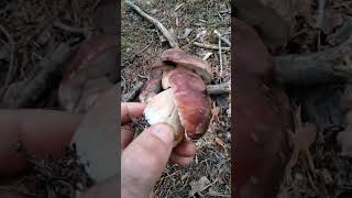 Boletus Pinicola 29062024🍄🌲🍄termofilia 🌲🍄 ya comienza [upl. by Aisekal]