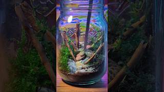 Mini Jar Ecosystem terrarium relaxing shorts [upl. by Farnham]