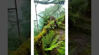 Fernery in Himalayan Botanical Garden Nainital pteridophytes fern botany [upl. by Aihsas15]