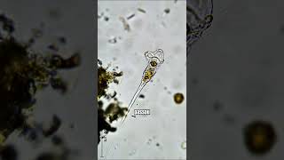 Rotífero captura devora e tritura microalga ainda viva microbiologia microorganismos [upl. by Skelton]