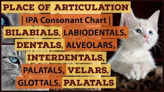 Place of Articulation  Bilabials Labiodentals Dentals Interdentals Alveolars Velars Glottals [upl. by Elay693]