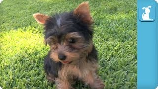 Yorkie Puppies First Time on Grass  Puppy Love [upl. by Ailegnave44]