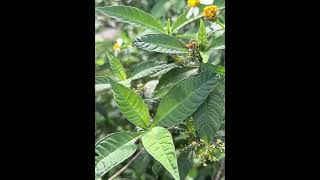 Male Green Horse Fly in the Garden  Males don’t bite  AmazingAnimals HorseFlies FloridaWildlife [upl. by Gnagflow]