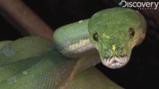 Green Tree Python [upl. by Kirima]