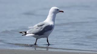 Silver gull in Foxton Beach New Zealand [upl. by Catharine373]