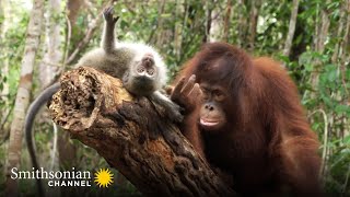 A Cute Orangutan amp Macaque Form a Unique Friendship 🙃 Orangutan Jungle School  Smithsonian Channel [upl. by Shaughn934]