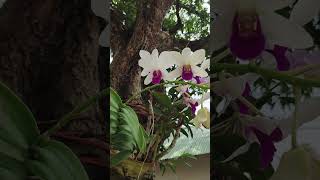 Orchid flower 💐 💐💐nature shortsviral vlog love newsong news newshortsgarden neymarnice [upl. by Bez590]