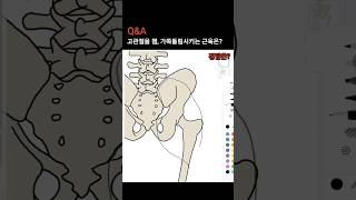 해부학 다리 근육 정리  대둔근 중둔근 소둔근 [upl. by Ailefo]