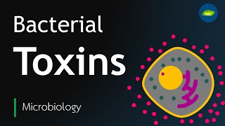 Bacterial Toxin  Exotoxin  Endotoxin  Microbiology  Basic Science Series [upl. by Hynes]