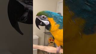 Macaw pin feathers opening and preening – How long does it take to grow parrot birds [upl. by Nalani771]