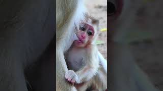 Very sweet milk Finally mother give fully milk to her adorable baby until full [upl. by Tenahs]