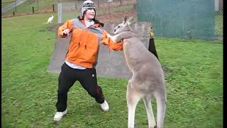 kangaroo vs human in boxing ring [upl. by Ellison]