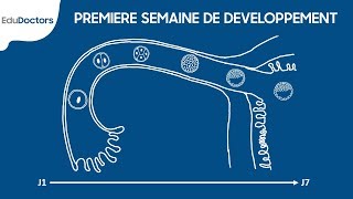 Première semaine de développement embryonnaire  Embryologie Générale [upl. by Crifasi246]