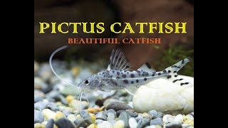 Pictus CatFish  A Non Aggressive CatFish [upl. by Eceerehs]