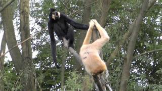 Gibbons singen [upl. by Armillda]