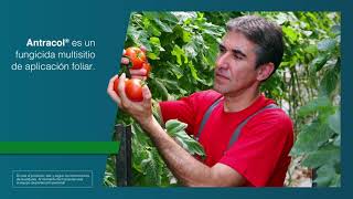 Protege tus Cultivos con el Mejor Antracol 70 WP  Agro Bayer Centroamérica [upl. by Vine515]