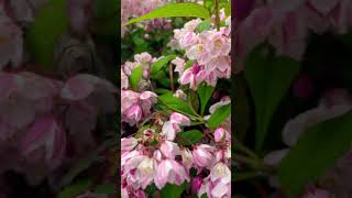 Deutzia scabra🤗🤩shorts creator nature gratitude flowers blissfulnature [upl. by Ori]