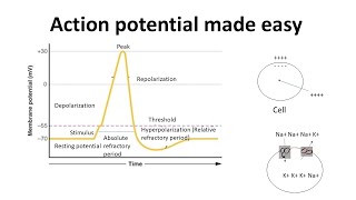 Action potential for beginners  Action potential in neurons made easy  Biology lectures [upl. by Yenahpets92]