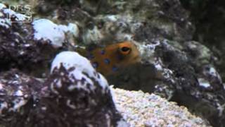 Jawfish Blue Dot Opistognathus rosenblatti  LiveAquariacom [upl. by Dleifyar564]