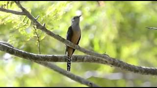 Plaintive Cuckoos call by Sunny Liew [upl. by Ysac]